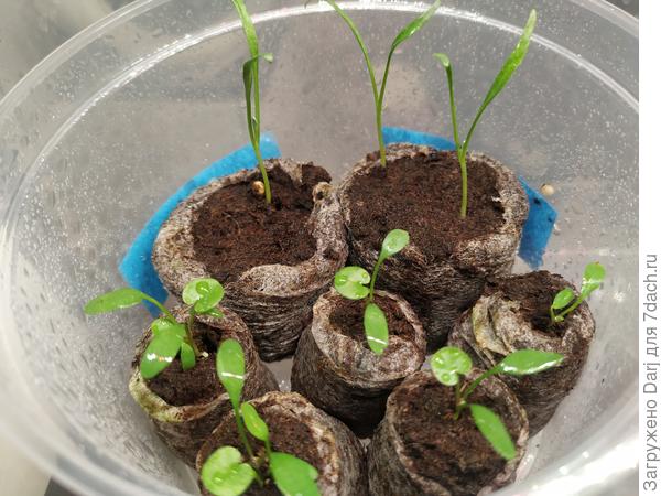 Дихондра изюмрудная и серебристая