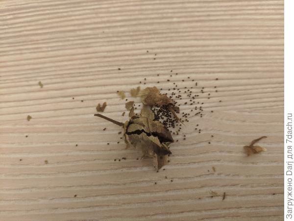 Семена моего табака. Новый юбилейный 142