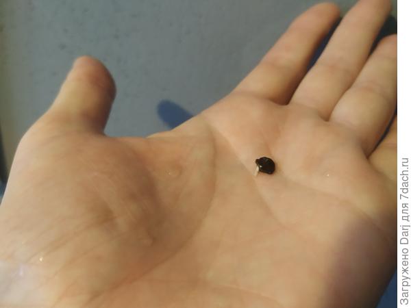 Странная чёрная семечка странного мохнатого перца