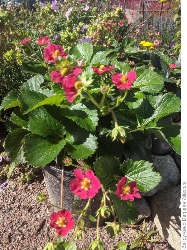 Тарпан или Тоскана. Они похожи, по фото трудно различить