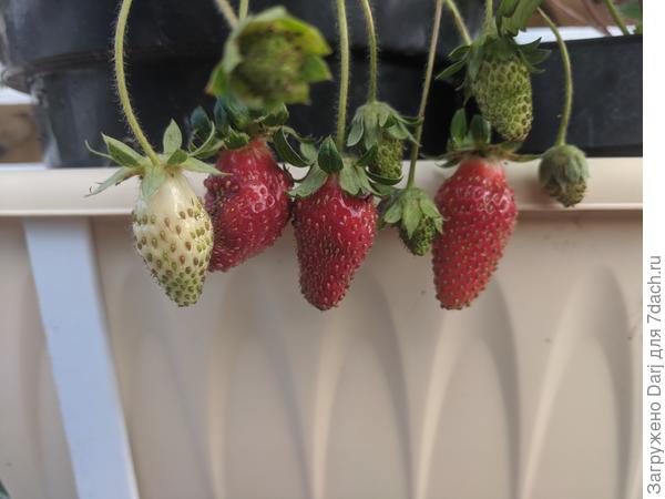 Флориан. Цветы розовые, ягоды вкусные