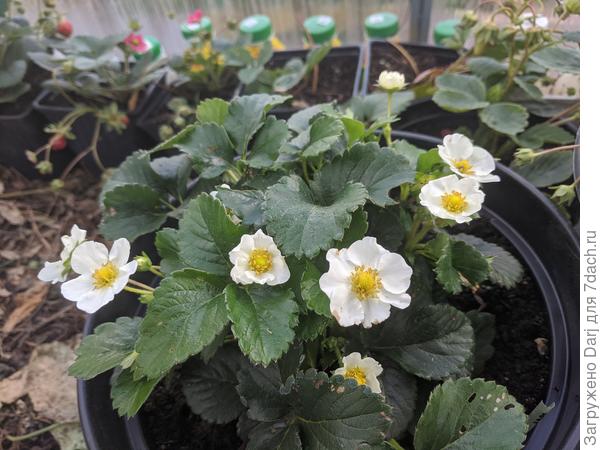 То, что выросло из семян Московские зори