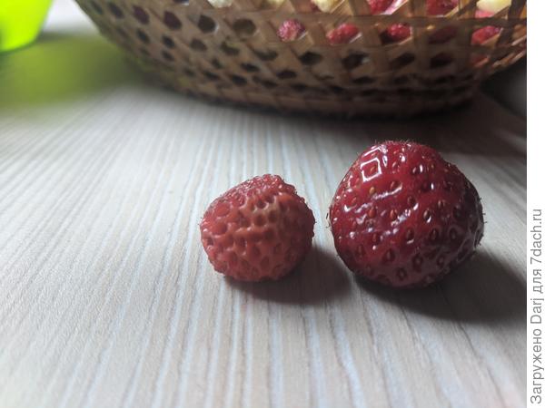 А вот ещё один странный зверь. Не поняла откуда она (та, что слева). Справа для сравнения какая-то обычная крупноплодная земляника. А эта странная, круглая, довольно мелкая с очень глубоко посаженным семечками. Бархатистая. Очень сладкая.