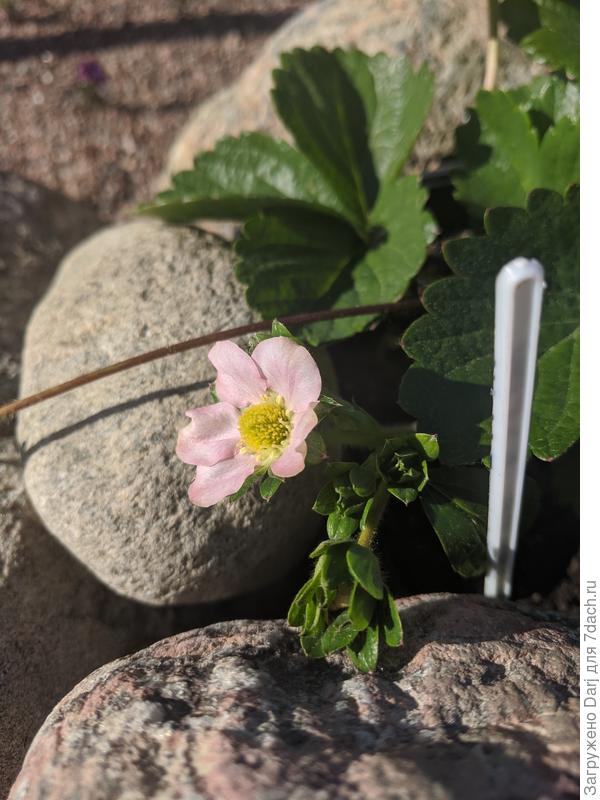 Ус лезет не его. Соседа.