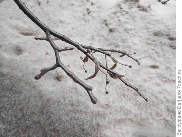 Деревья в ледяном панцире
