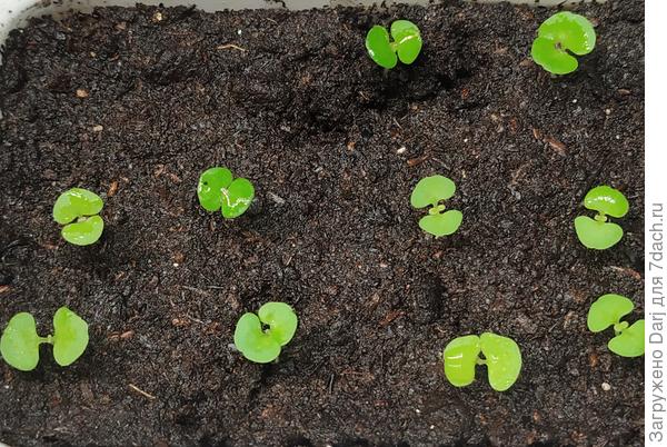 Это Волшебник. Он был первый. А потом я решила, чего тянуть-то, пусть уж все будут одного возраста