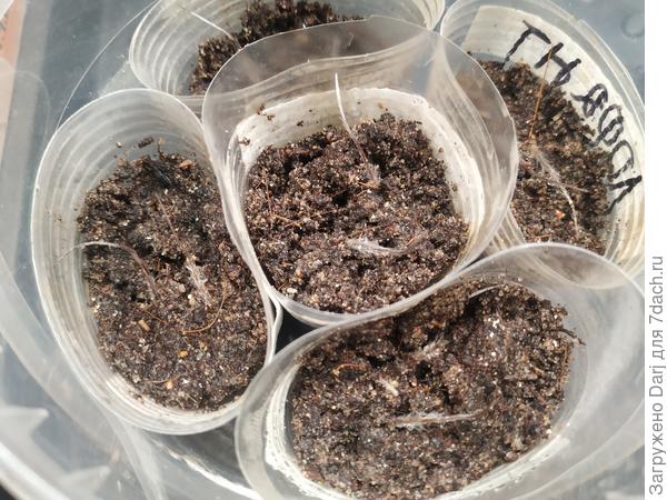 По 2 семечки в стаканчике