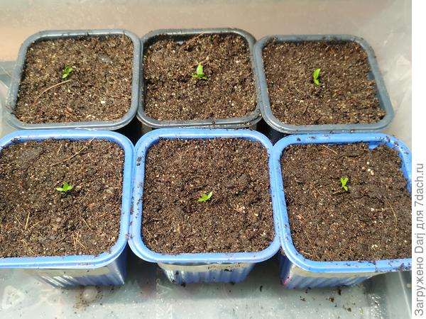 Растут, не торопятся