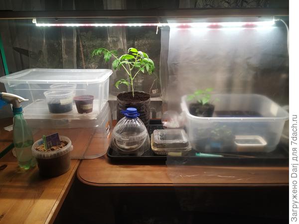 Моя миниоранжерея