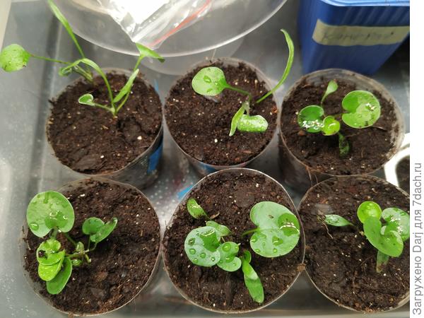 Уже прям похожи на дихондру!