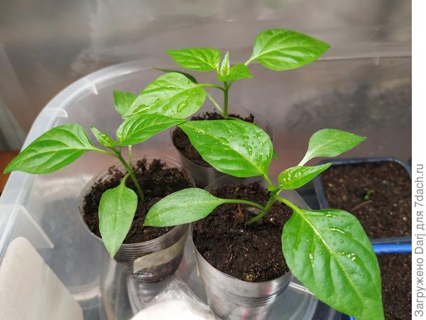 Вот они. Зеленеют