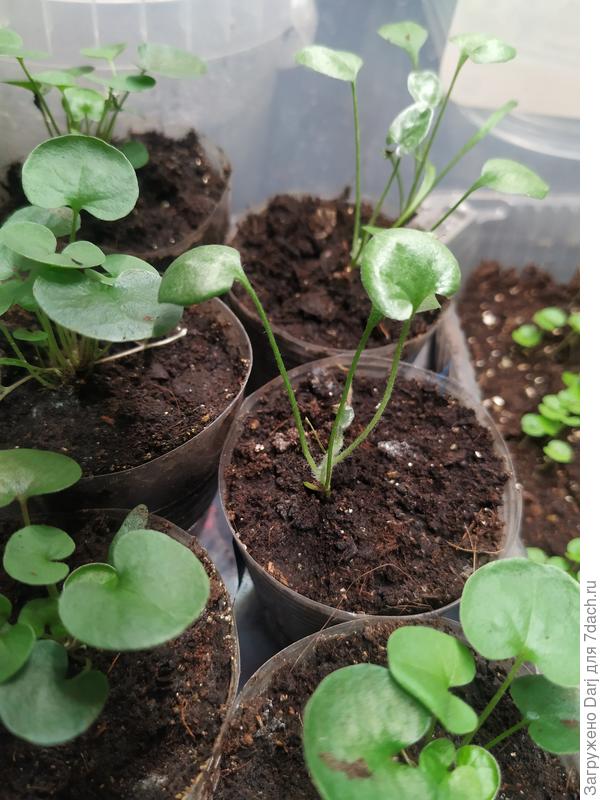 Дихондра. Посев от 16 ноября