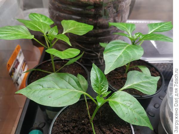 Оранжевый букет и Свит-черри. У букета листья светлее.