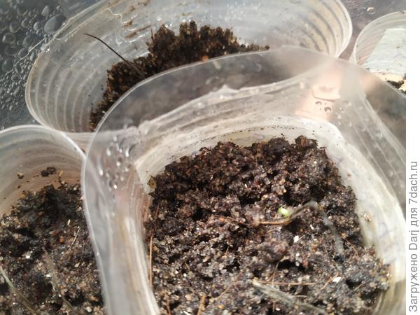 Прострел всходит