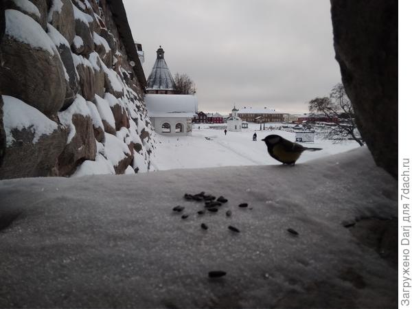 Синицы на Соловках садятся на вынутую из кармана руку. Поэтому мы носили в карманах семечки. Всегда.