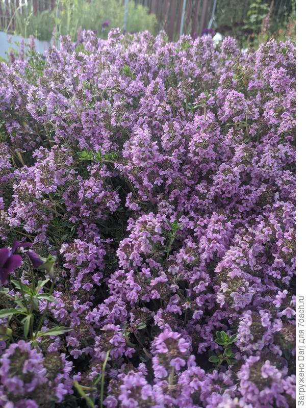 Тимьян цветёт