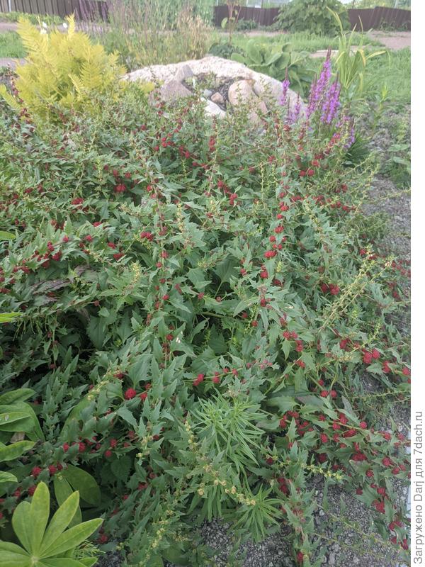 Марь головчатая. Общий план