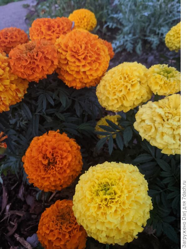 Самое яркое пятно на участке. Вместо фонарика