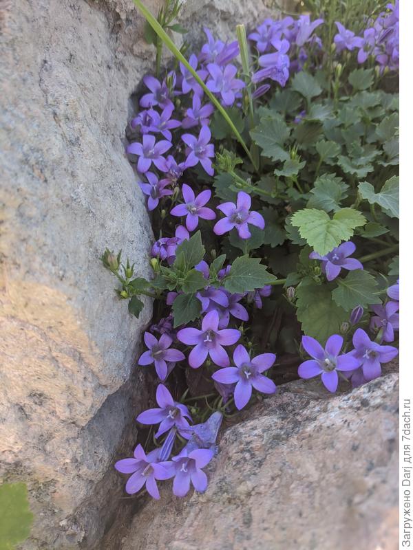 В год посева зацвёл к концу лета