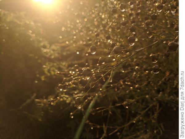 Отцветший лён в лучах заходящего солнца