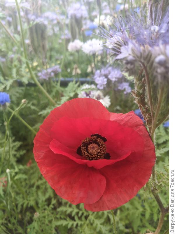 Мак. Уж и не помню какой