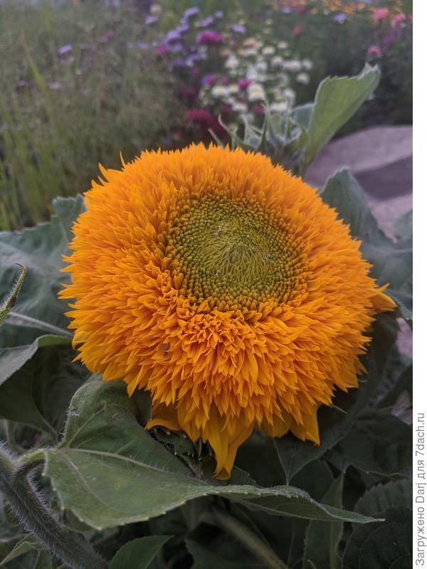 Декоративный подсолнух