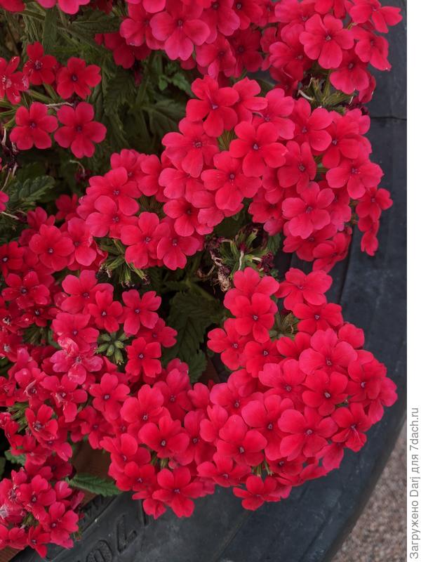 Вербена гибридная