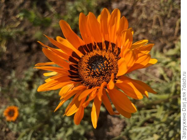 Африканская ромашка. Венидиум. У него мохнатые листья и стебли