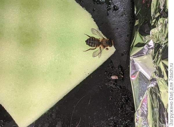 Пчела из горшка