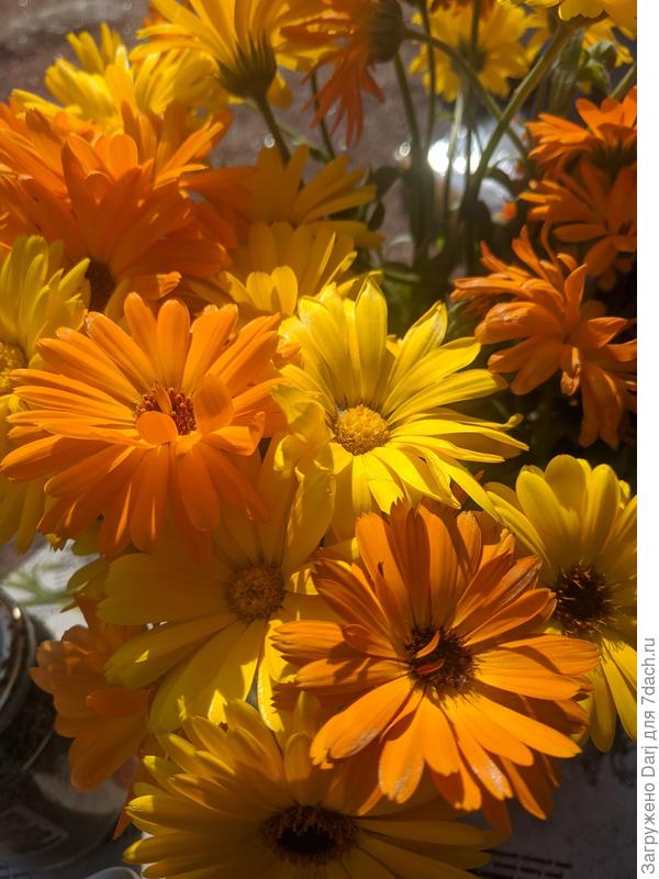 Ну и календула, как же без неё!