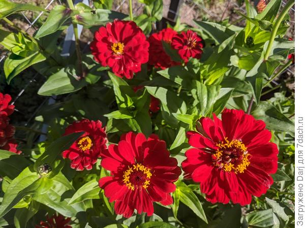 Она же поближе