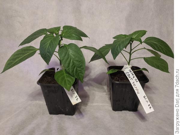 Сладкий, мелкий. Свит черри