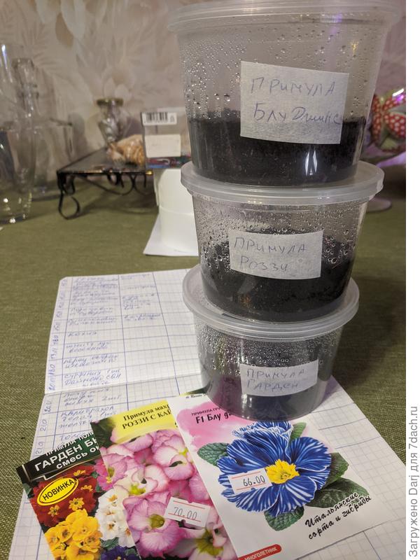 Пытаюсь прорастить примулы. Очень удобно сеять в такие контейнеры. Почти всё в них сею.