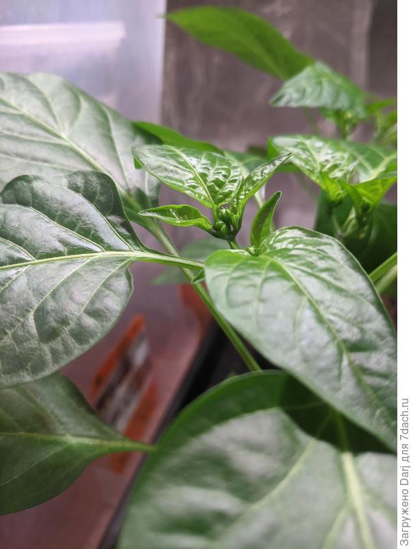 Сладкие маленькие низкие перцы