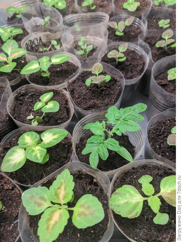 Разношёрстная компания