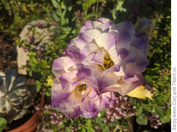 Росла в горшке с душицей