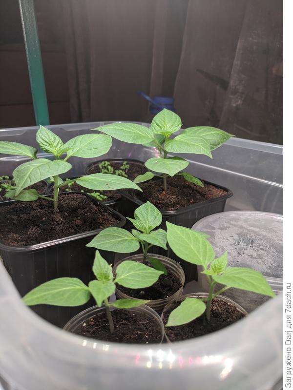 Перцы рокото растут