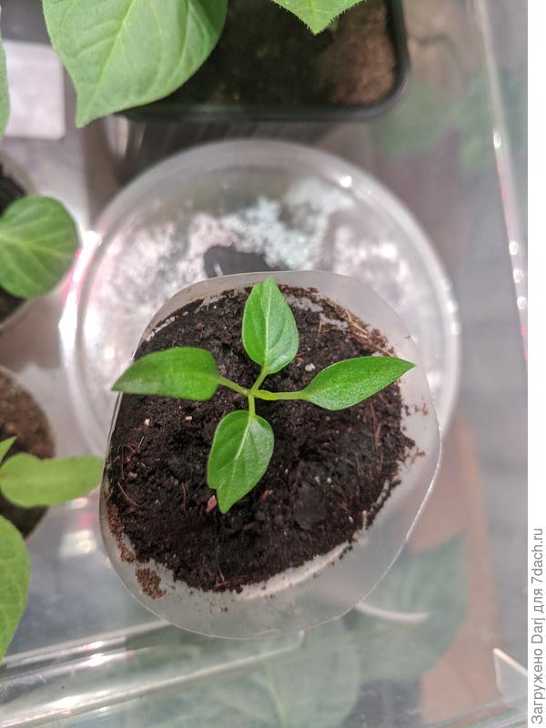 Острый декоративный перец Сальса жёлтый