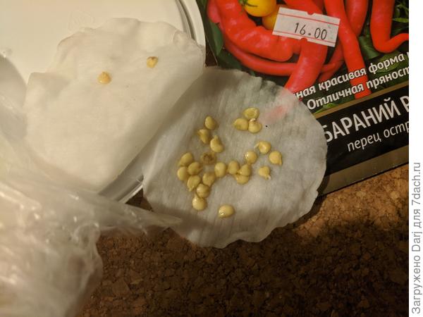 Старые семена перца. Я оказалась о них худшего мнения, чем они есть. Теперь у меня 12 таких перцев...