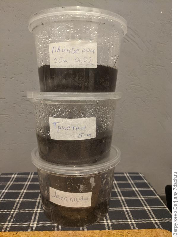 Новосельцы