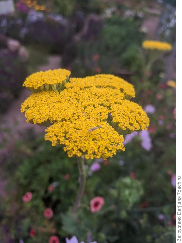 Тысячелистник