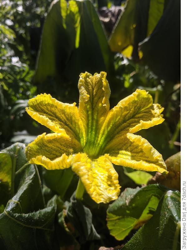 Будущая тыква