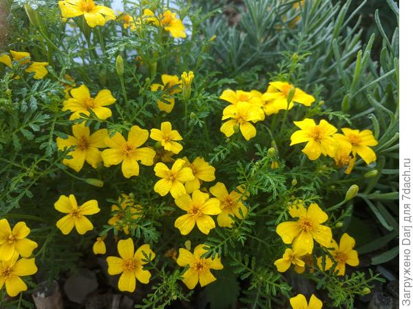 Бархатцы тонколистные