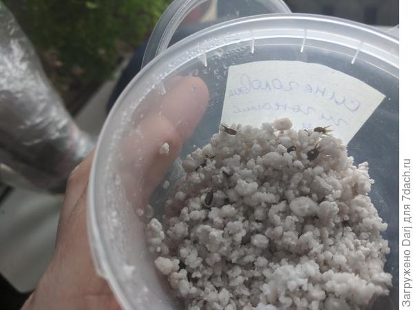 Семена синеголовика в агроперлите