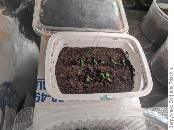 Мне нравится сеять петуньи в небольшие плошки в бороздки. Когда появляются росточки, они обычно покачиваются на тоненькой ножке. Я просто с помощью зубочистки с буртиков присыпаю их грунтом по семядольки. В этой плошке Опера и Салмон Морн. Травинка - это упавшая в таз с землёй семечка бризы. Потом отсажу.