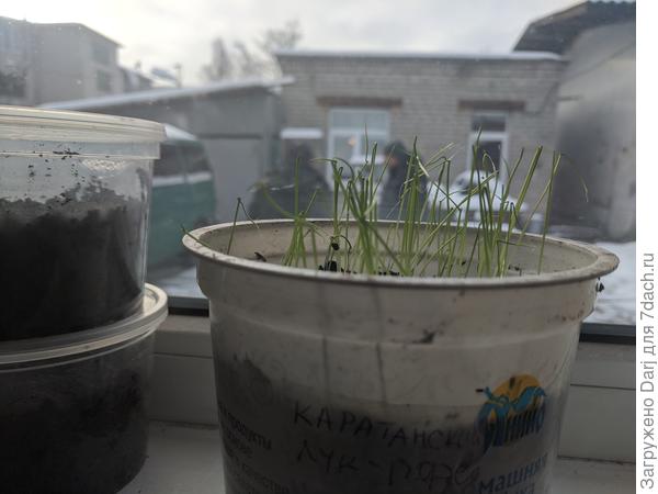 Лук порей живёт на окне в мастерской при температуре +16° с частичной досветкой в рабочее время люминесцентными лампами, в выходные без досветки вовсе.