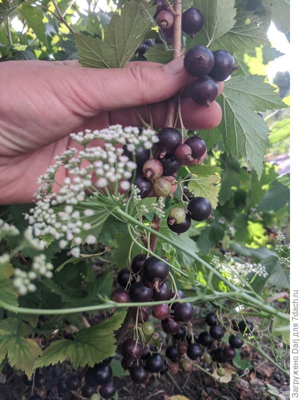 Белый зонтик - это анис. Особой красоты от него ждать не приходится.но вкус и запах анисовый