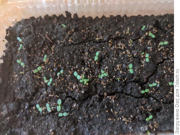 Всходы мелкоплодной земляники из семян с замороженных ягод