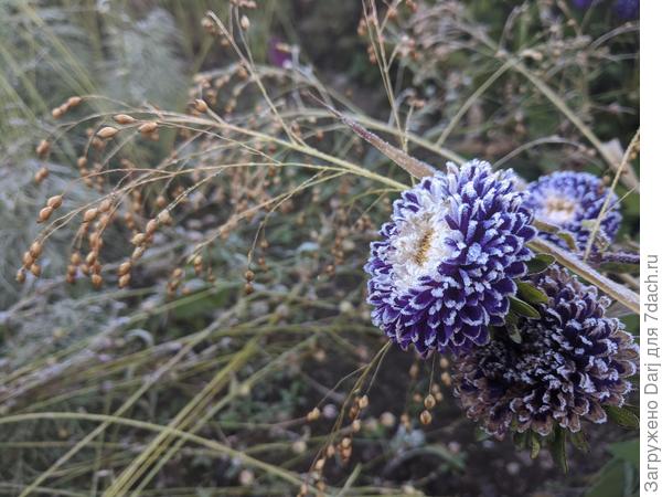 Здесь другое просо. Но оно жидкое какое-то.