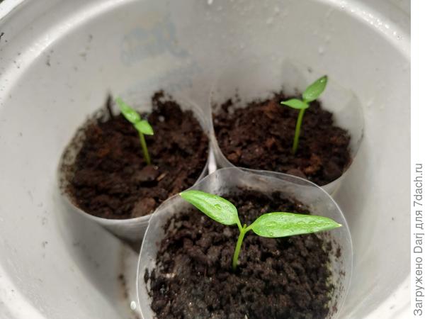 Они же 7 декабря